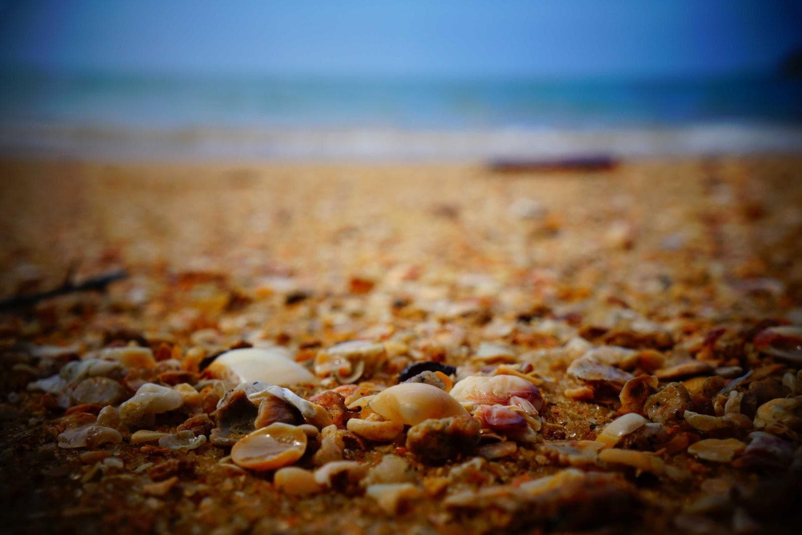 Seashells scattered along the shoreline