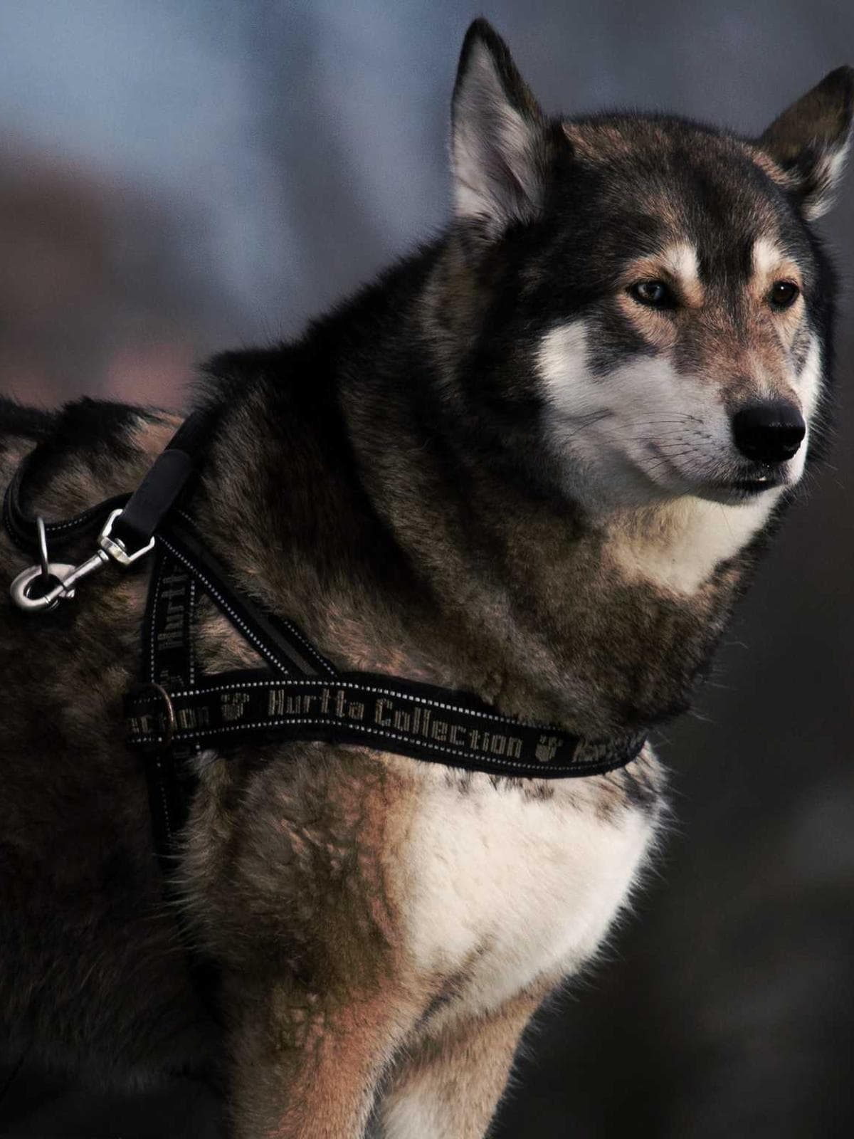 Husky dog in a harness looking into the distance